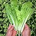 Photo MOCCUROD 200+Pak Choi Seeds Green Stem Cabbage Bok Choy Four Season Vegetable review