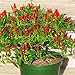 Foto N.E.W Hot Heirloom 50/Lot Thai Sun Hot Pfeffer Capsicum Pfeffer Ornament Chili Samen Bonsai Pflanze Mini Hot Pepper Samen Rezension