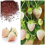 MOCCUROD 300pcs White Alpine Strawberry Fragaria Vesca Pineberry Sweet Pineapple Flavour Seeds Photo, new 2024, best price $7.99 ($0.03 / Count) review
