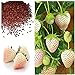 Photo MOCCUROD 300pcs White Alpine Strawberry Fragaria Vesca Pineberry Sweet Pineapple Flavour Seeds review