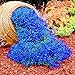 Foto 500 Stück Rock Cress Seeds Leicht zu züchten Bodendecker Blume Mehrfarbige Grünlandpflanzensamen für Rasen - Blau Rezension