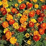Outsidepride Marigold Flower Seed Mix - 1000 Seeds Photo, new 2024, best price $6.49 ($0.01 / Count) review