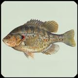 Fisch Arten Trivia Quiz Foto, neu 2024, bester Preis 1,08 € Rezension