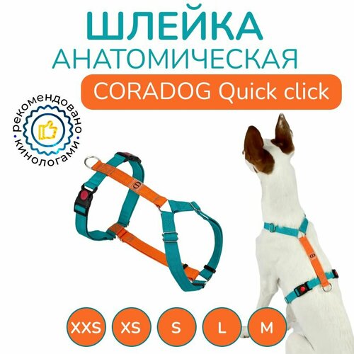 Шлейка прогулочная анатомическая для мелких и средних пород собак, CORADOG Quick click, размер XS, цвет бирюзовый, оранжевый фото