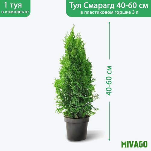 Туя западная Смарагд C3, высота 40-60 см, диаметр горшка 19 см, саженец фото