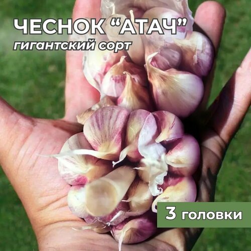 Гигантский чеснок 