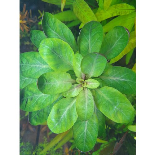 Растение аквариумное живое Лобелия Кардинальская (Lobelia cardinalis) фото