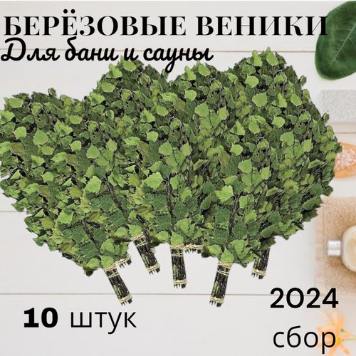 Набор березовых веников для бани и сауны, 10 штук, новый урожай, 2024 год фото