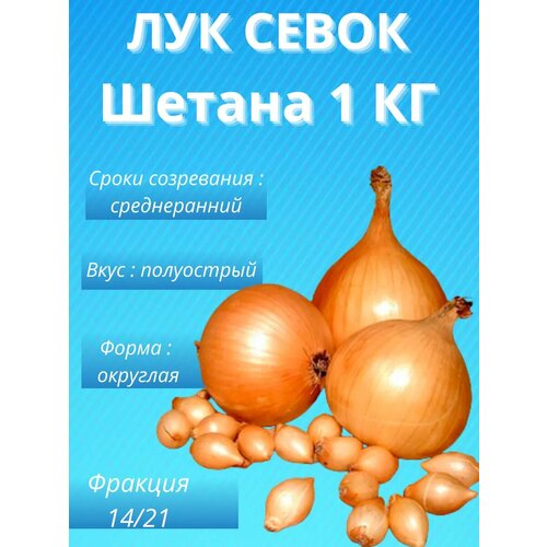 Лук севок Шетана 1 кг фото