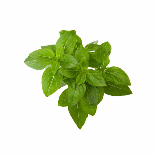 Click And Grow Комплект картриджей Click And Grow Dwarf Basil Plant Pods 3 шт. для умного сада Click And Grow карликовый базилик фото