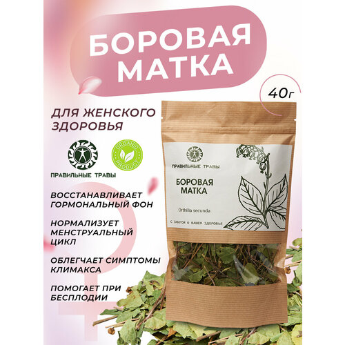 Боровая матка 