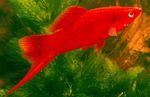 fotografija Akvarijske Ribice Mečke (Xiphophorus helleri), rdeča