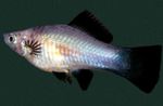 fotografija Akvarijske Ribice Mečke (Xiphophorus helleri), srebrna