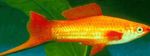 fotografija Akvarijske Ribice Mečke (Xiphophorus helleri), zlato