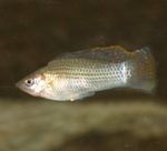 照 观赏鱼 帆鳍莫莉 (Poecilia velifera), 银