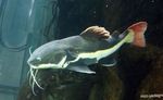 Red-tailed Catfish Photo and care