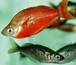 Червена Rainbowfish