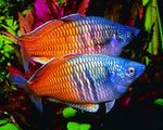 Boesemans Rainbowfish Photo and care