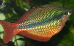 დიდებული Rainbowfish