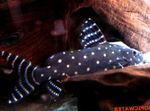 Synodontis Angelicus Catfish Photo and care