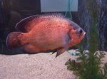 foto Peixes de Aquário Tiger Oscar (Astronotus ocellatus), Vermelho