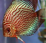 fotoğraf Akvaryum Balıkları Kırmızı Discus (Symphysodon discus), çizgili