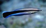 Yellowtail tubelip Marine Fish (Sea Water)  Photo