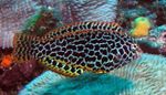 Leopard wrasse Marine Fish (Sea Water)  Photo