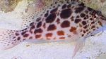Spotted hawkfish Marine Fish (Sea Water)  Photo