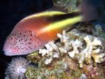Freckled hawkfish Photo and care