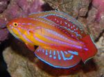 Filamented flasher-wrasse Photo and care