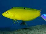 Yellow wrasse, Golden wrasse, Canary wrasse Marine Fish (Sea Water)  Photo
