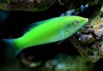 Green wrasse, Pastel-green wrasse Marine Fish (Sea Water)  Photo
