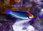 Red-eyed fairy-wrasse Photo and care