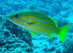 Nuotrauka Akvariumas Žuvys Bluestripe Snapper (Lutjanus kasmira), geltonas