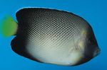 照 观赏鱼 Apolemichthys Xanthotis (Apolemichthys xanthotis, Holacanthus xanthurum), 斑