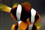 Clownfish Clarkii