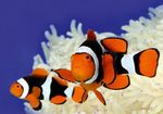 Clownfish Percula Fíor