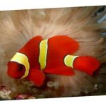Yellowstripe Viininpunainen Clownfish