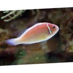 Pink Skunk Clownfish Photo and care
