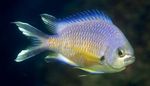 Nuotrauka Akvariumas Žuvys Chromis, auksas