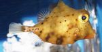 Κίτρινο Boxfish