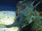 Longhorn Cowfish Photo and care