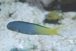 Blenny Forktail, Fangblenny Yellowtail