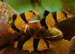 Clown loach Photo and care