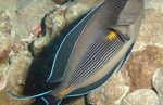 Nuotrauka Akvariumas Žuvys Sohal Tango (Acanthurus sohal), dryžuotas