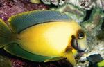 fotografija Akvarijske Ribice Mimic Limonine Lupine Tang (Acanthurus pyroferus), rumena