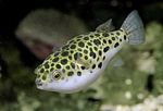 Spotted Green Puffer Fish Photo and care