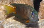 Two Spot Bristletooth Tang Photo and care