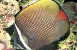 Foto Akvariefisk Pakistan Butterflyfish (Chaetodon collare), Spottet